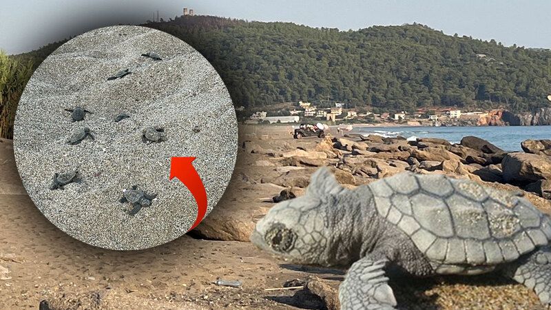 Antalya’nın Gazipaşa ilçesinde caretta caretta yuvalarının sahipsiz köpekler, araçlar ve